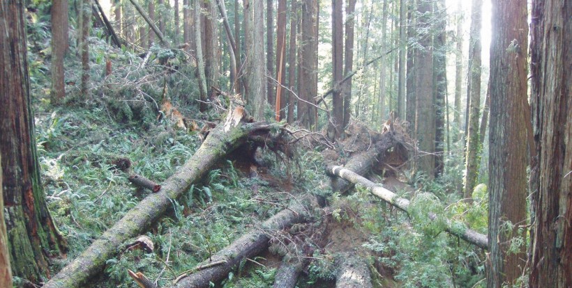 Ormanda hasar tespiti yapıldı